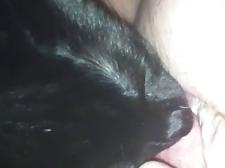 Japan Animal Sex Porn