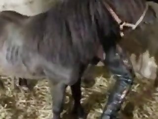 Best Cartoon Animal Porn