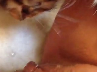 Animal Porn Lizard